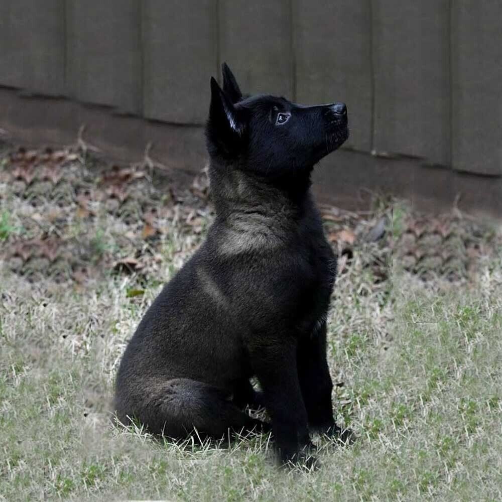belga malinois en mexico
