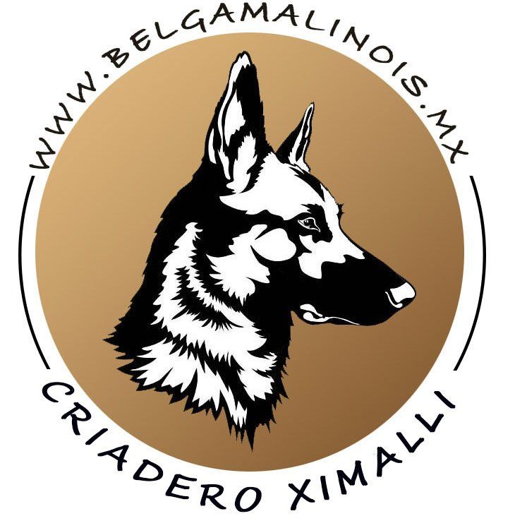 pastor belga malinois en venta