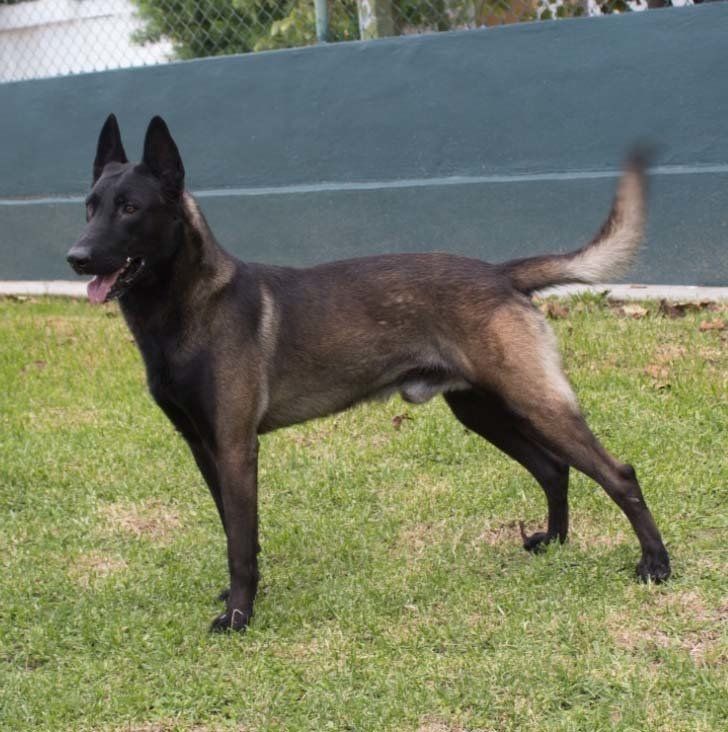 belga malinois guadalajara