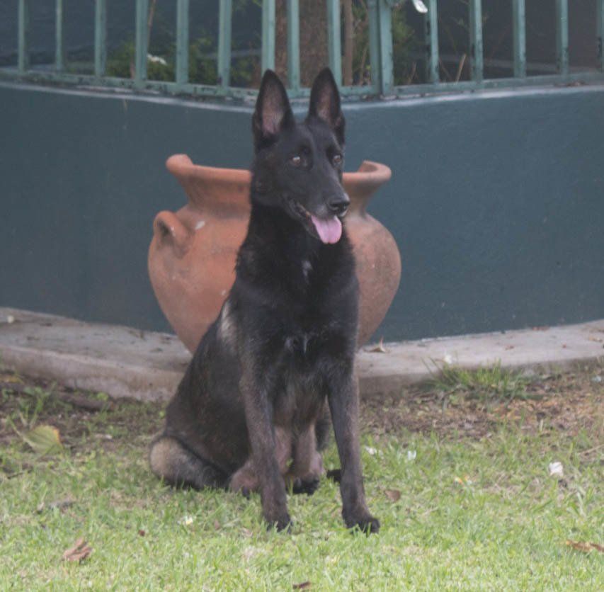 pastor belga en venta