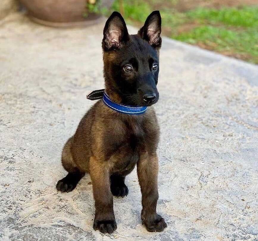 cachorros belga malinois en venta