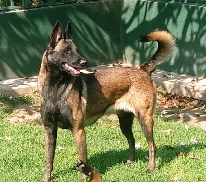 perros belga malinois en venta