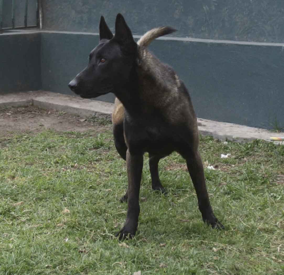 criadero belga malinois mexico