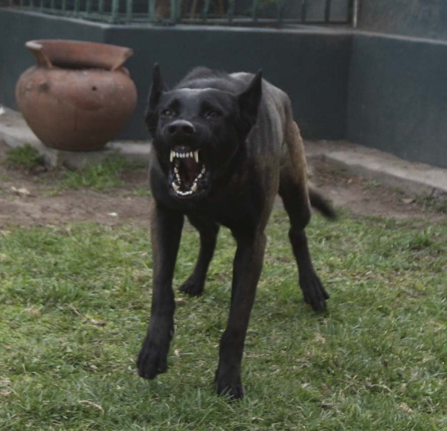 criadero belga malinois mexico