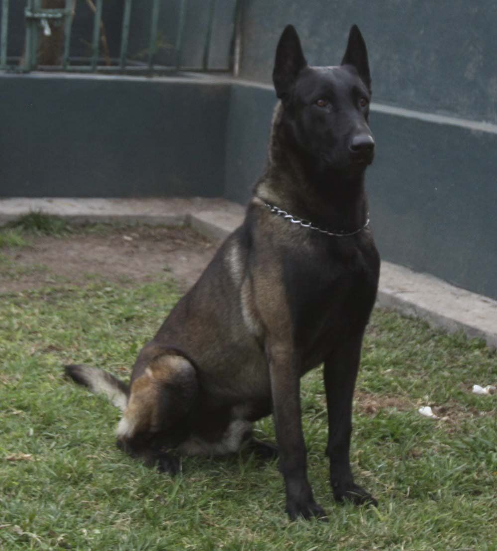 criadero belga malinois mexico