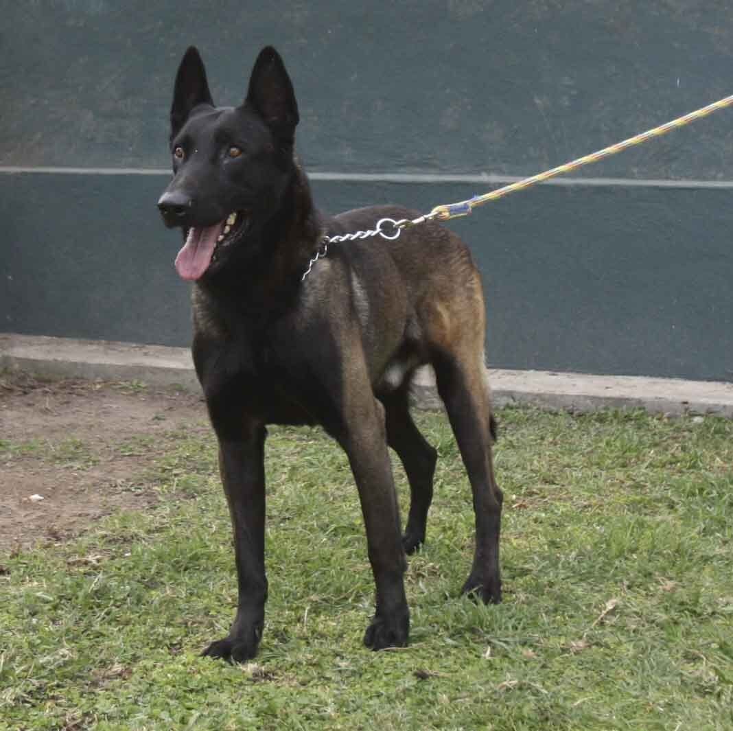 criadero belga malinois mexico