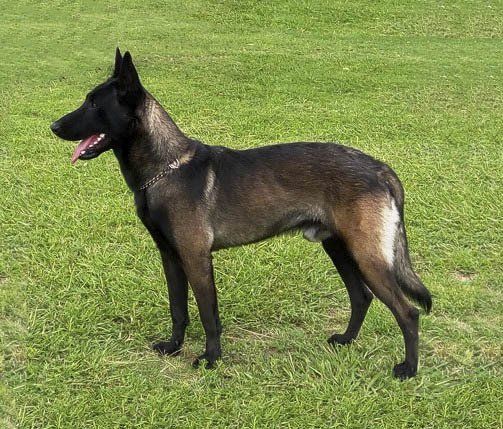 belga malinois en mexico