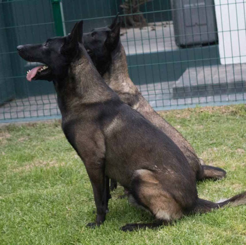 Criaderos de Belga Malinois