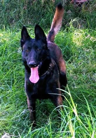 Criaderos de belga malinois en mexico