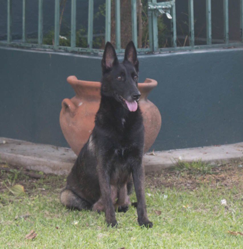 perros belga malinois en venta