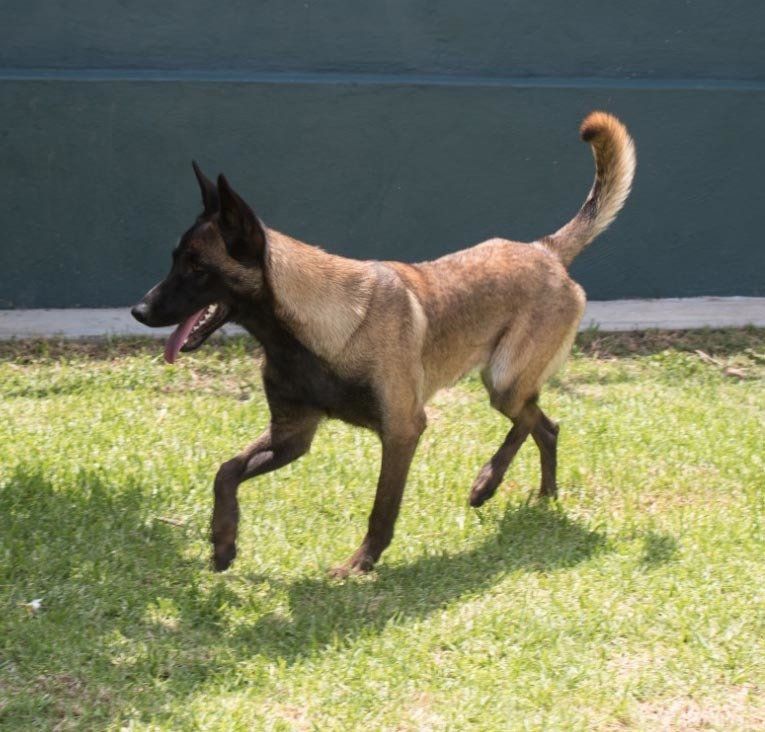 perros belga malinois en venta
