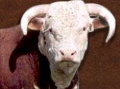 Bull