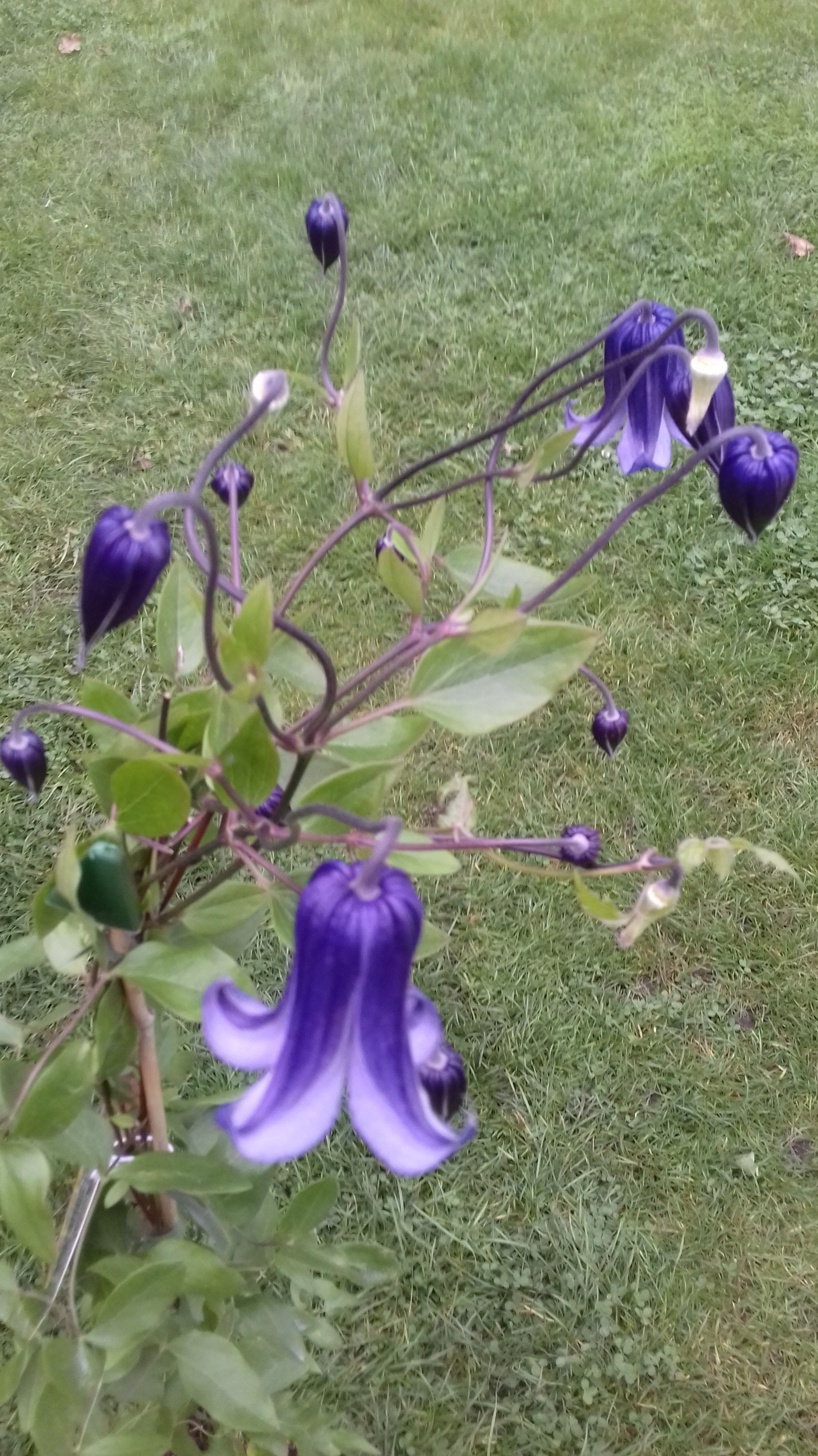 Victor Hugo flower