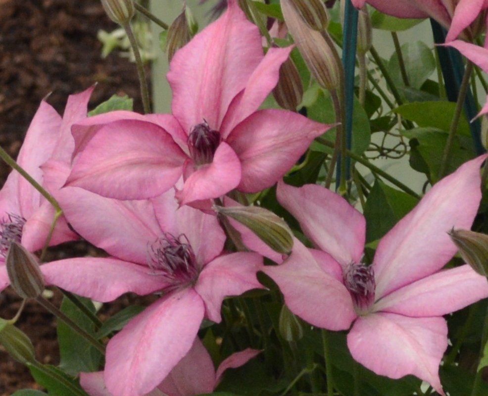 icon of dark colored flower