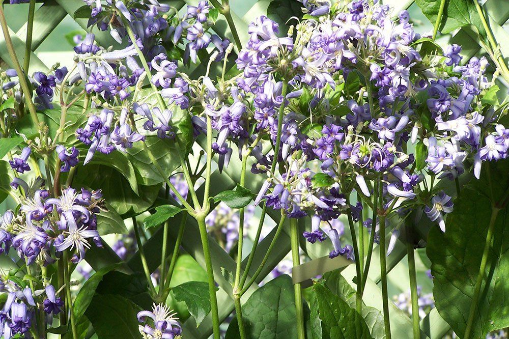 Victor Hugo flower