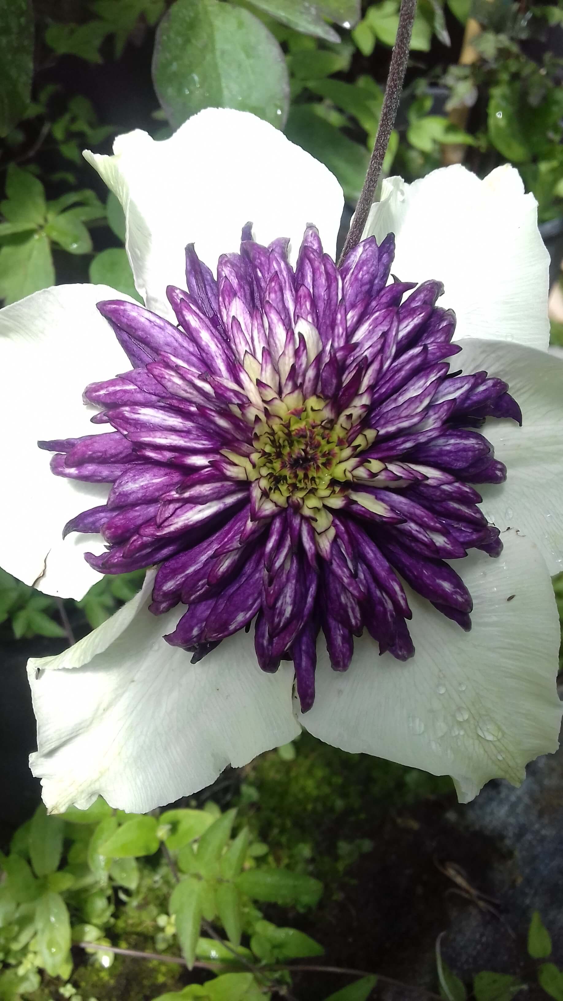 Florida Sieboldii flower
