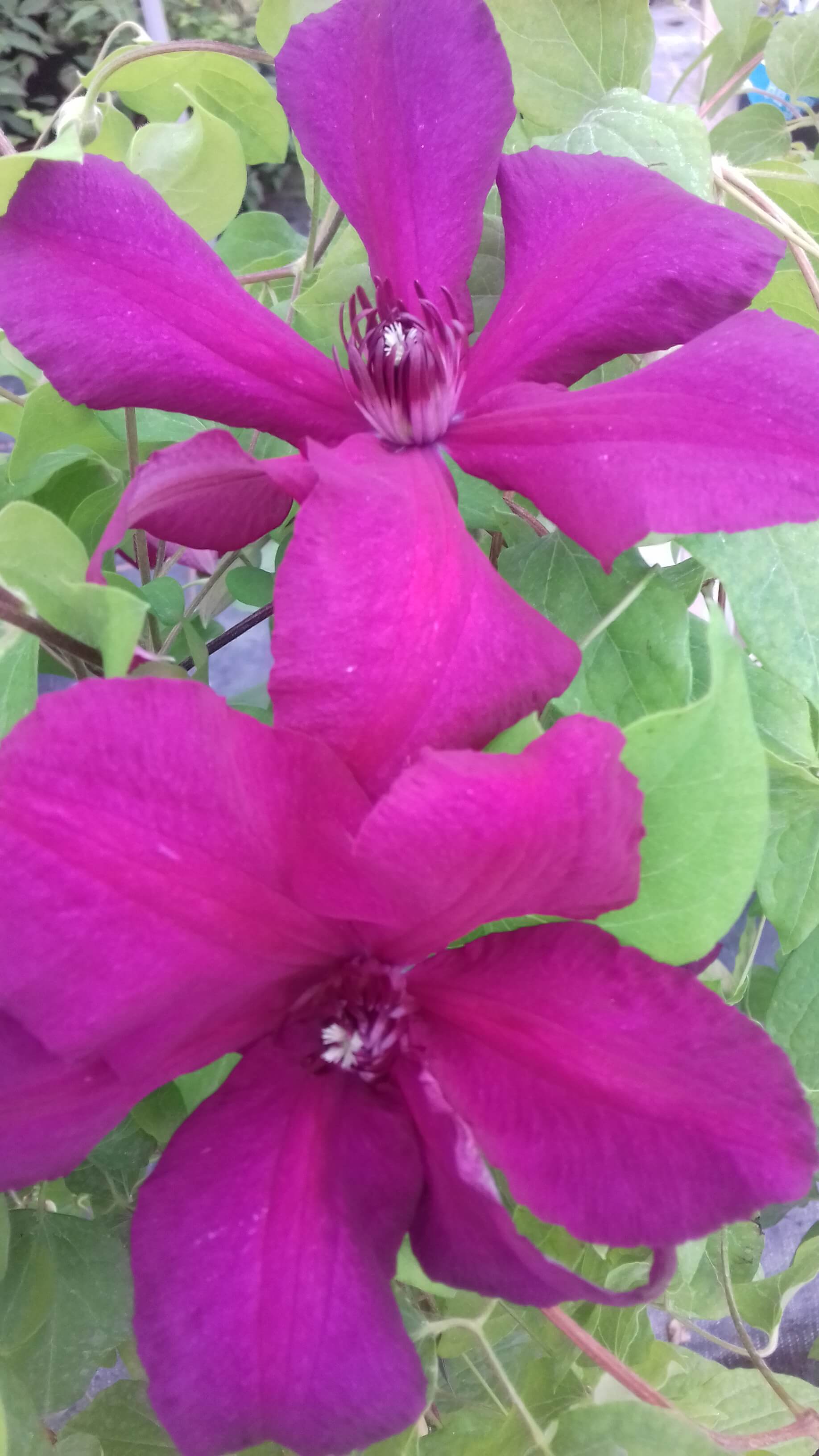 flower icon