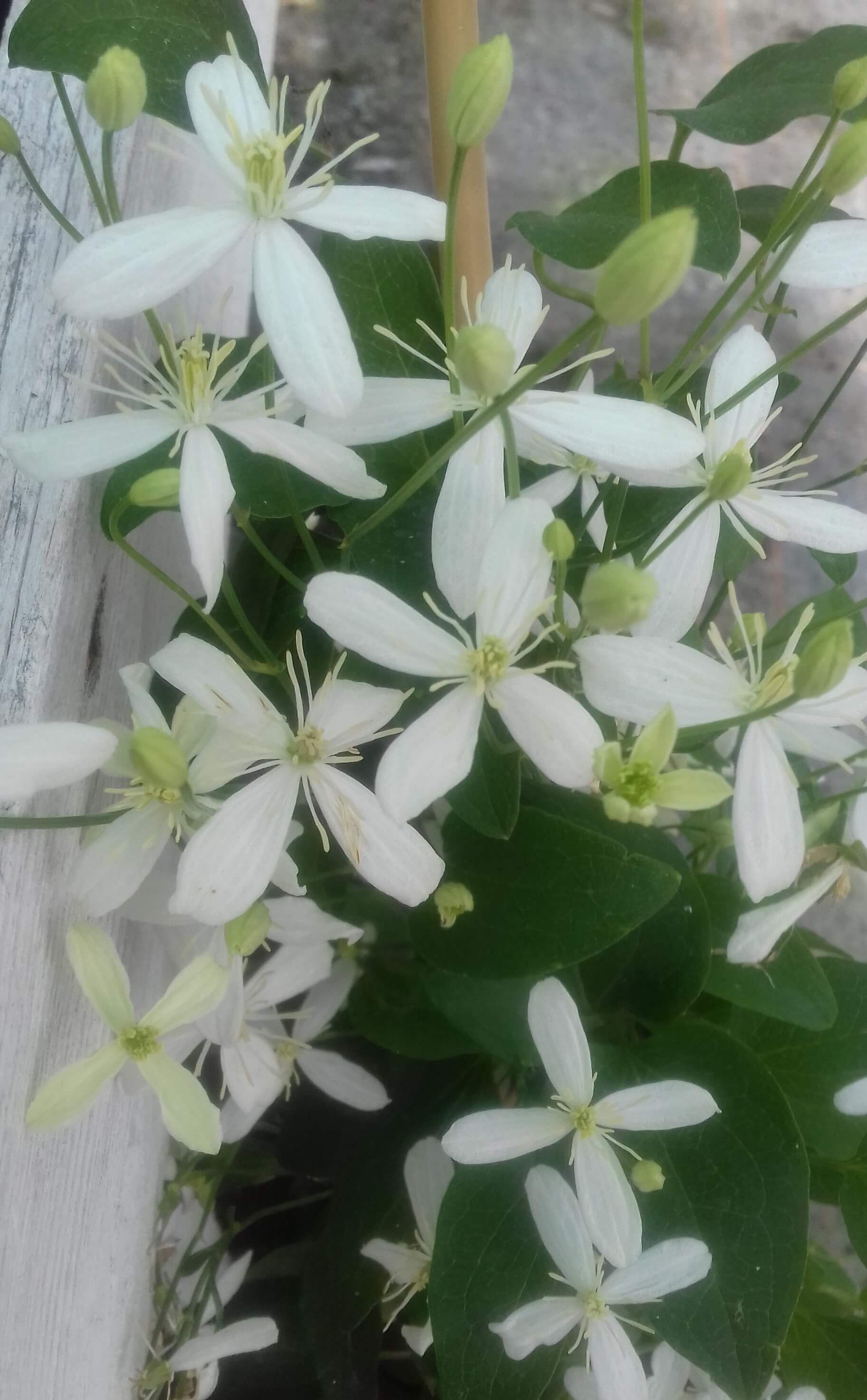 Victor Hugo flower