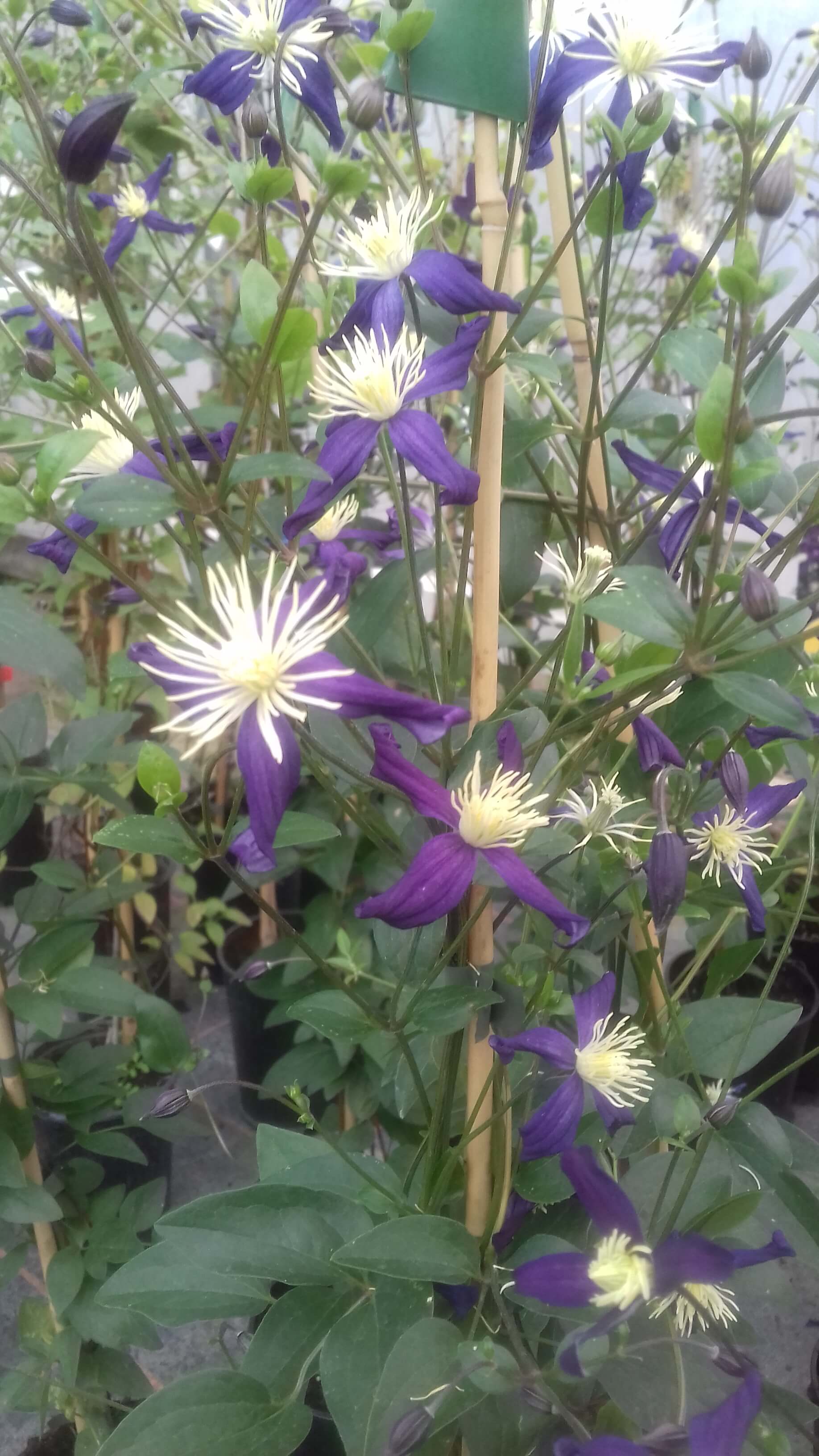 Arabella flower