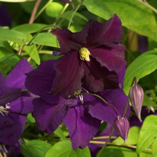 viticella flowers
