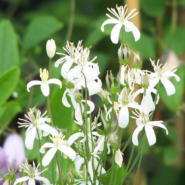 summer flower herbaceous clematis