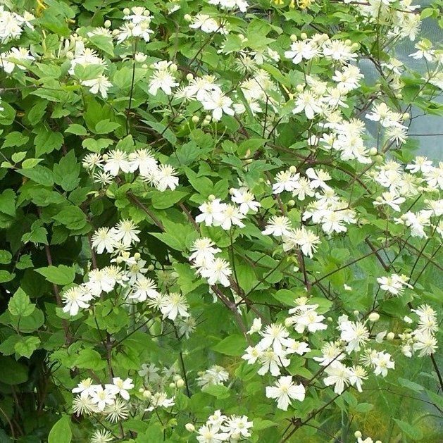 species 21 flowers