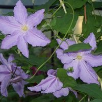 july to october large flower hybrid