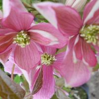 spring flower in pink