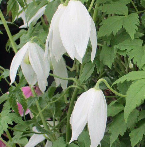 Alpina White Columbine flower