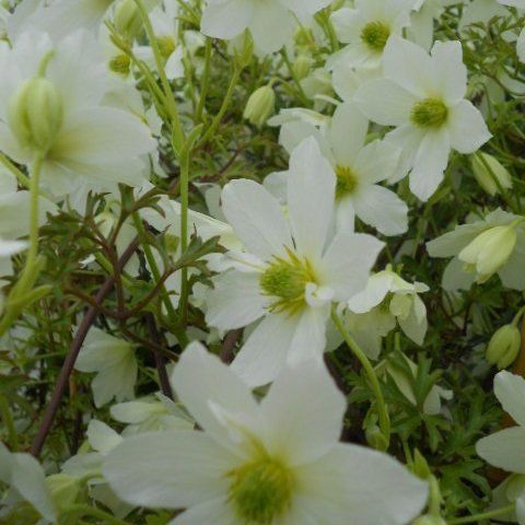 evergreens flower