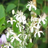 summer flowering in white