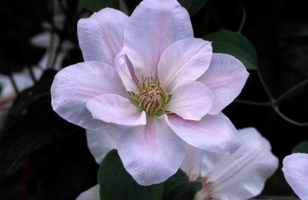icon of dark grey flower
