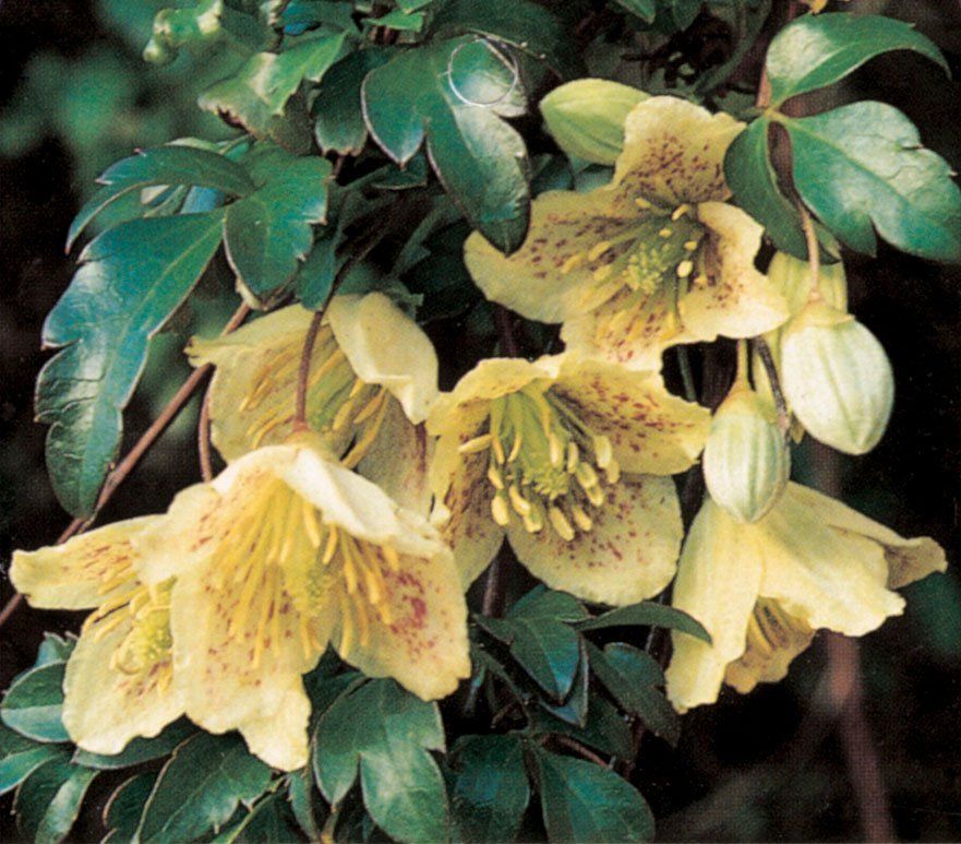 flower icon