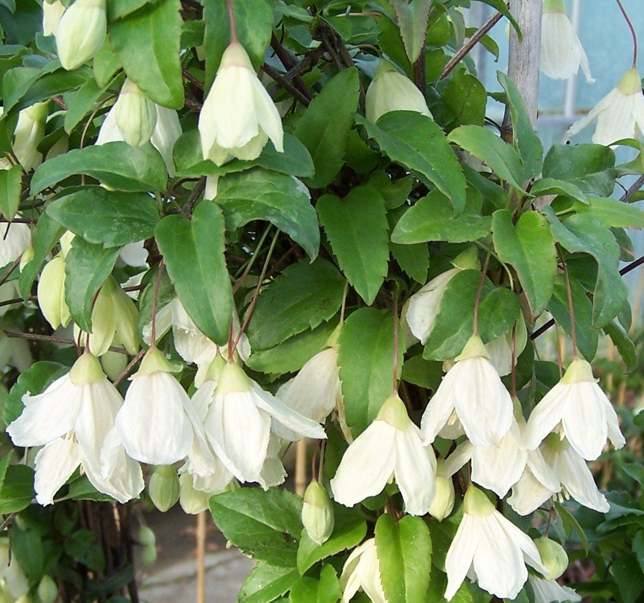 icon of dark grey flower