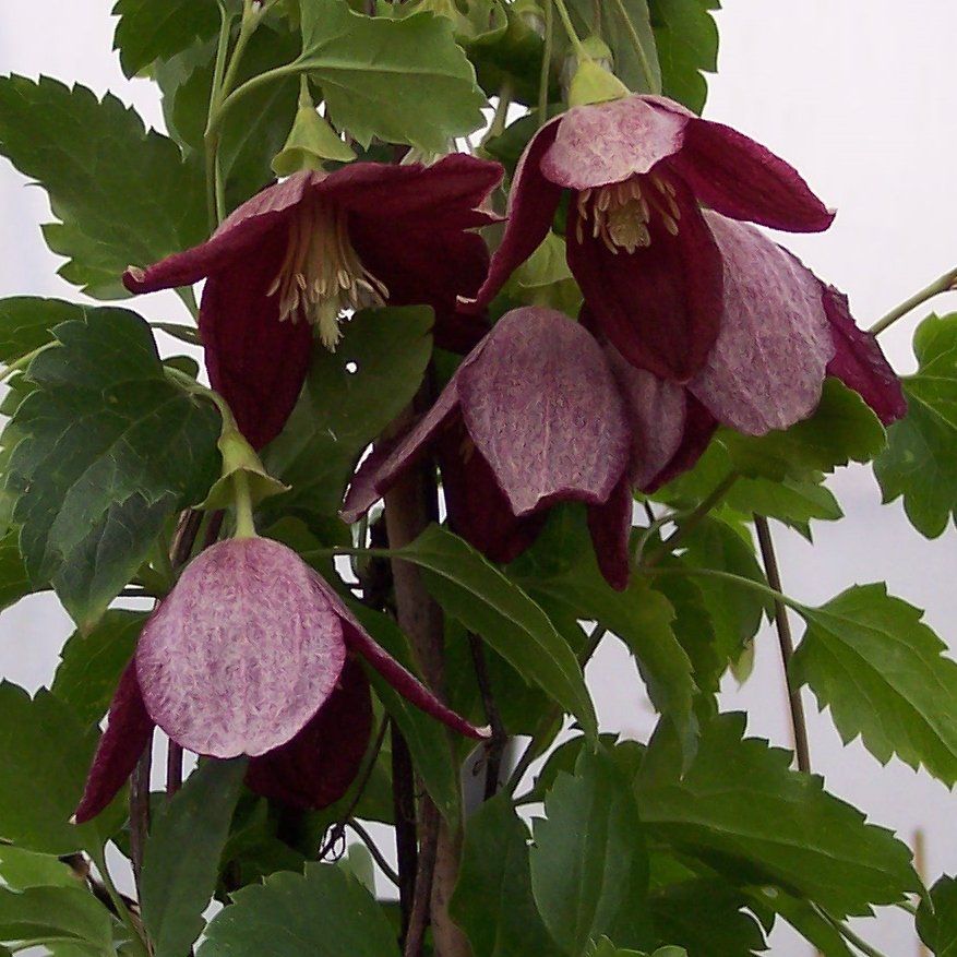 cirrhosa flower