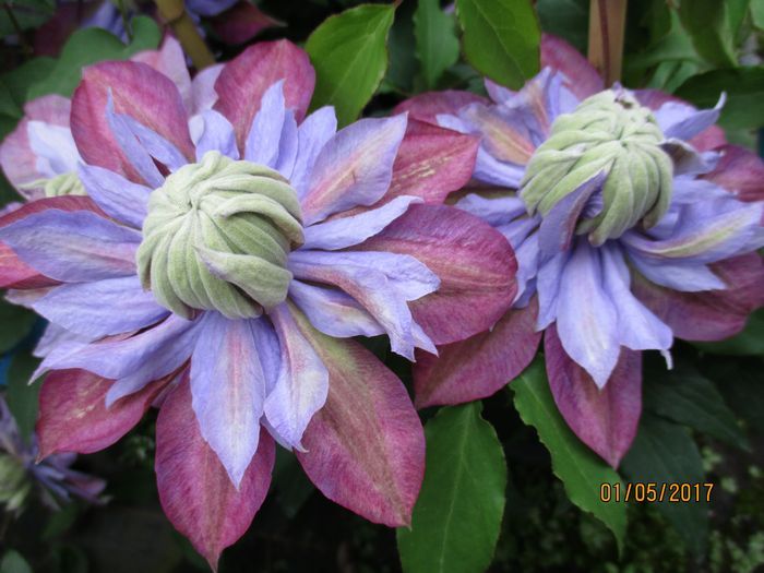 Clematis Diamantina 