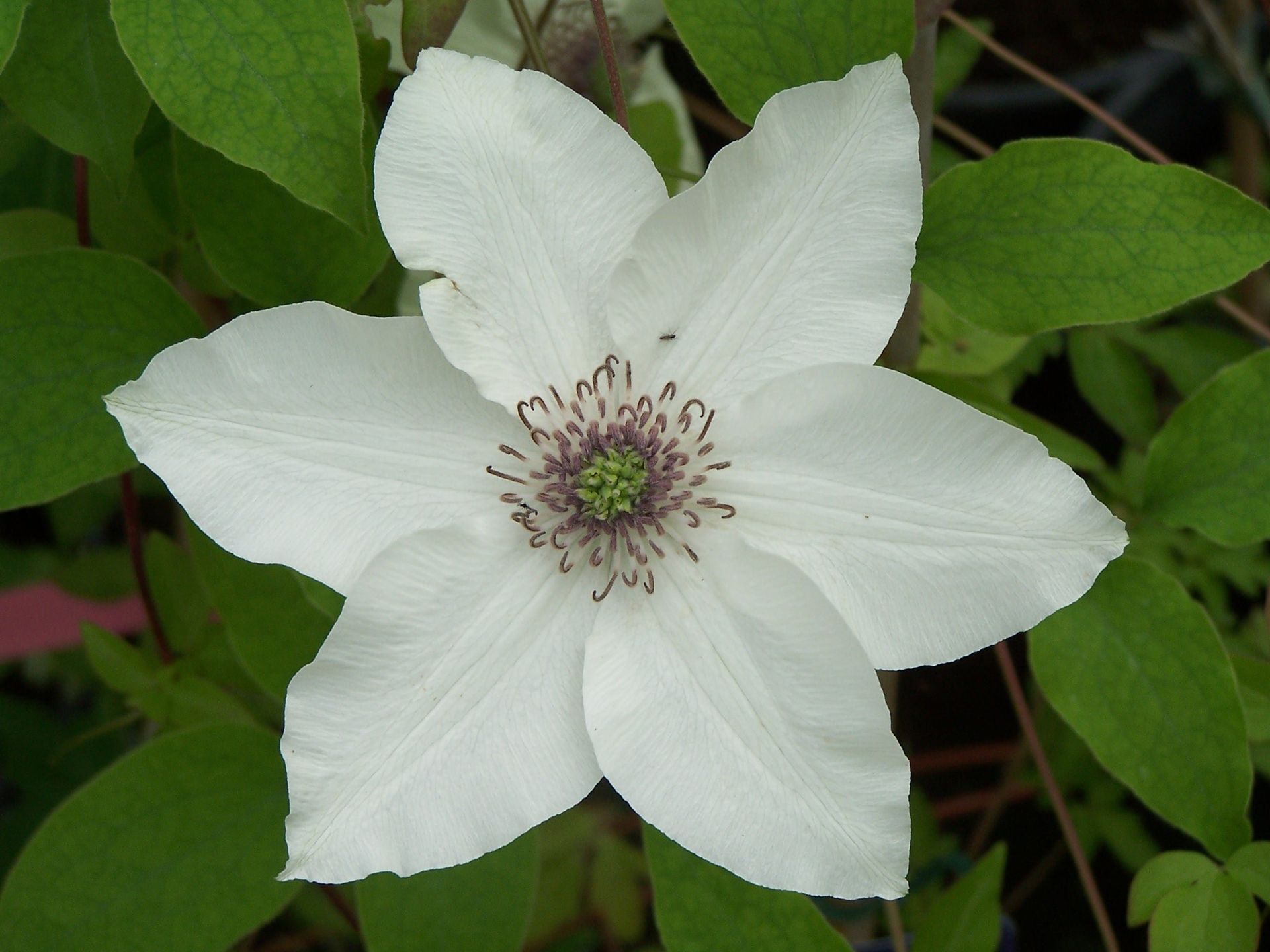 Florida Pistachio flower