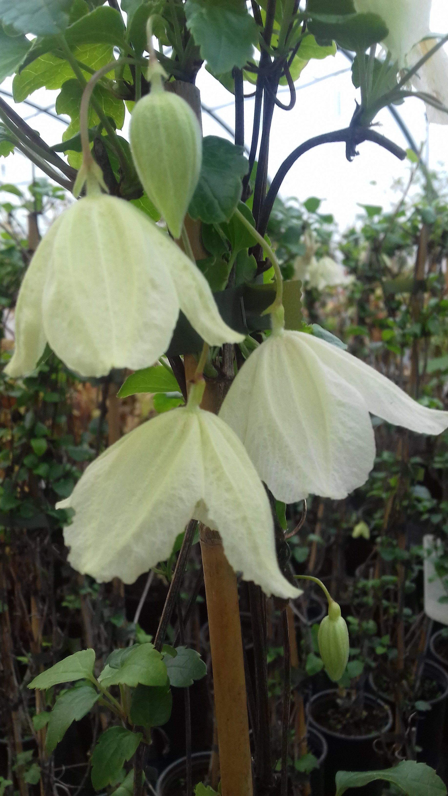 Cirrhosa wisle Cream flower