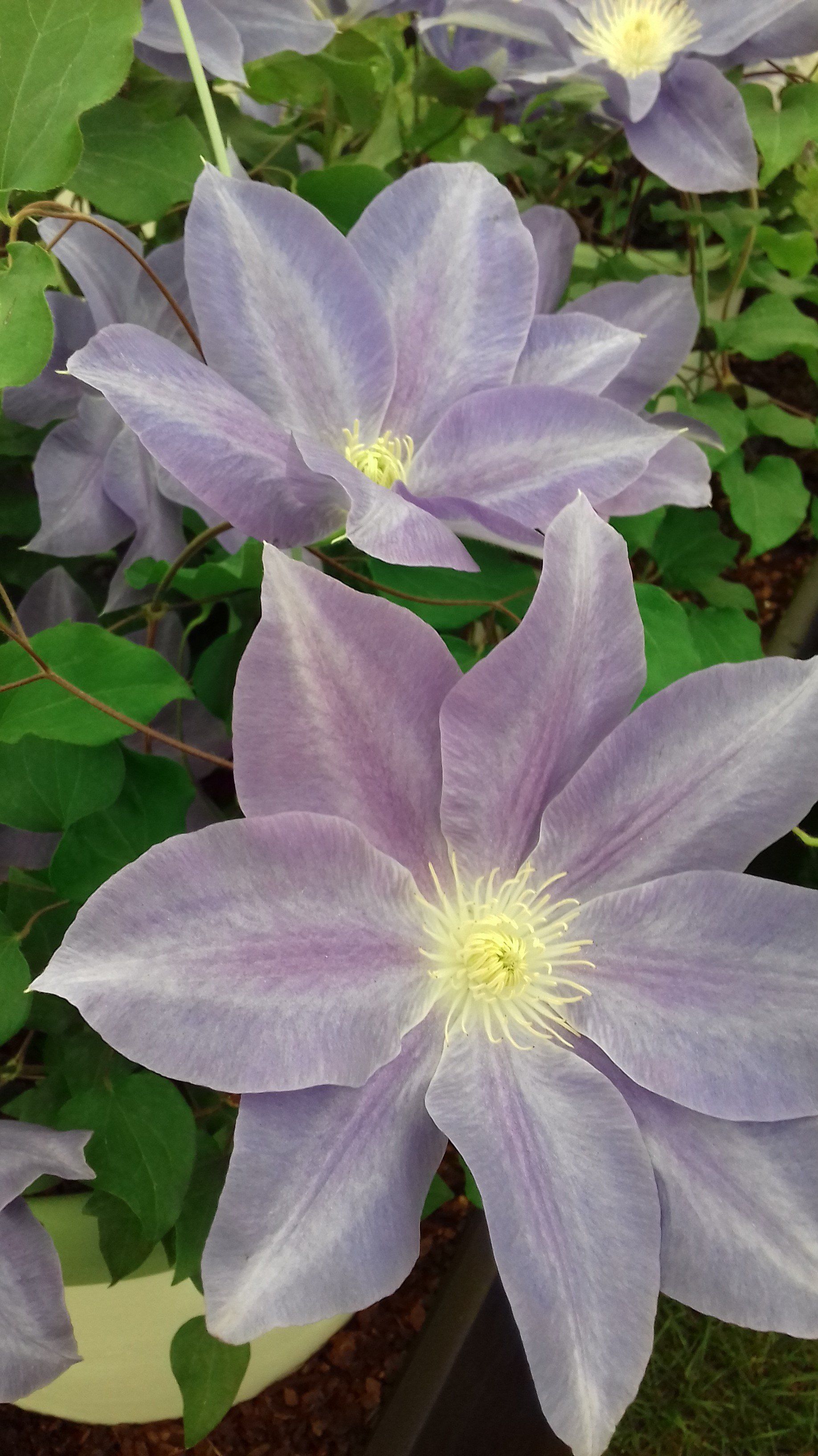 Clematis Diana’s Delight