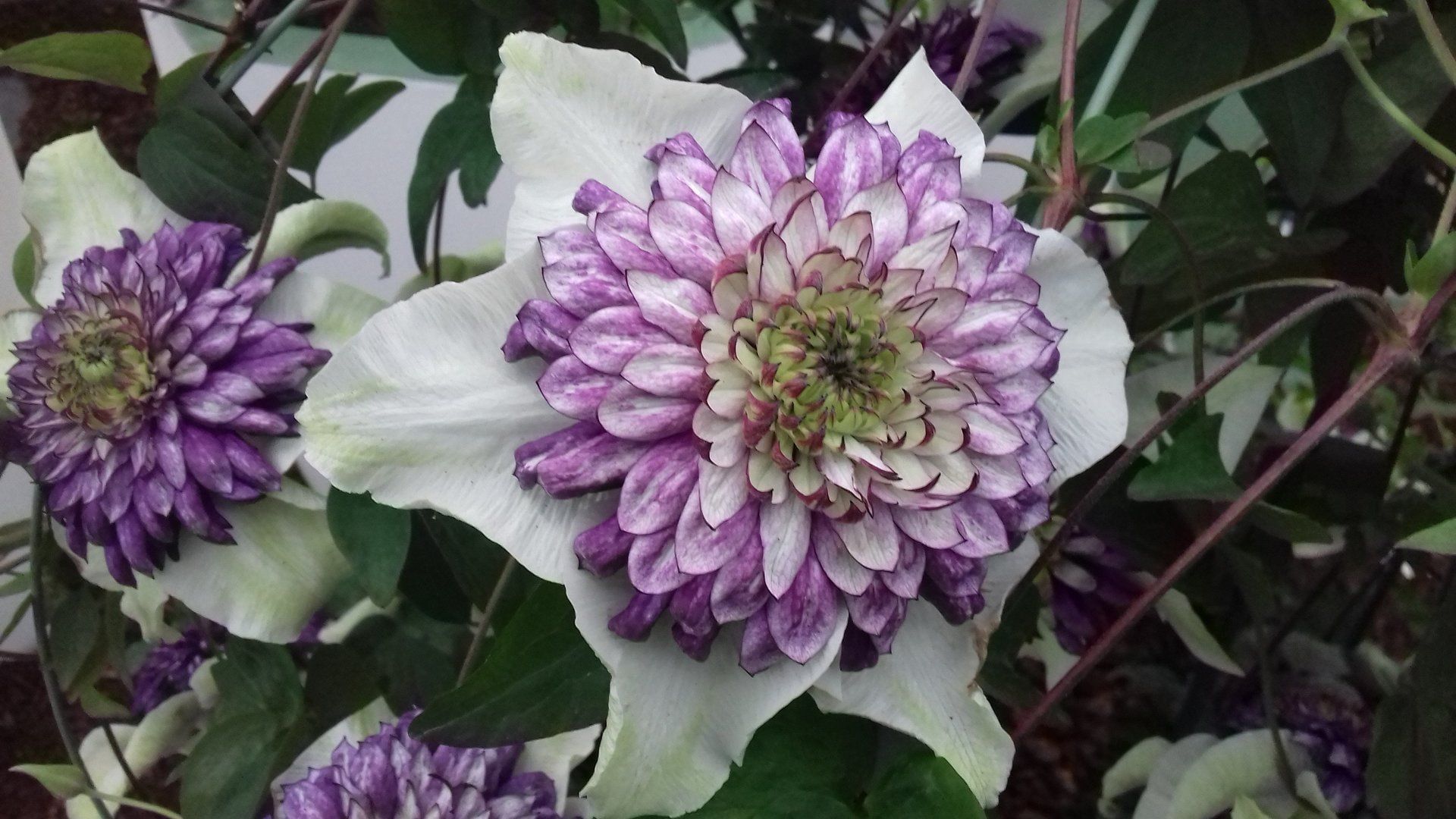 C. Florida Vienetta flower