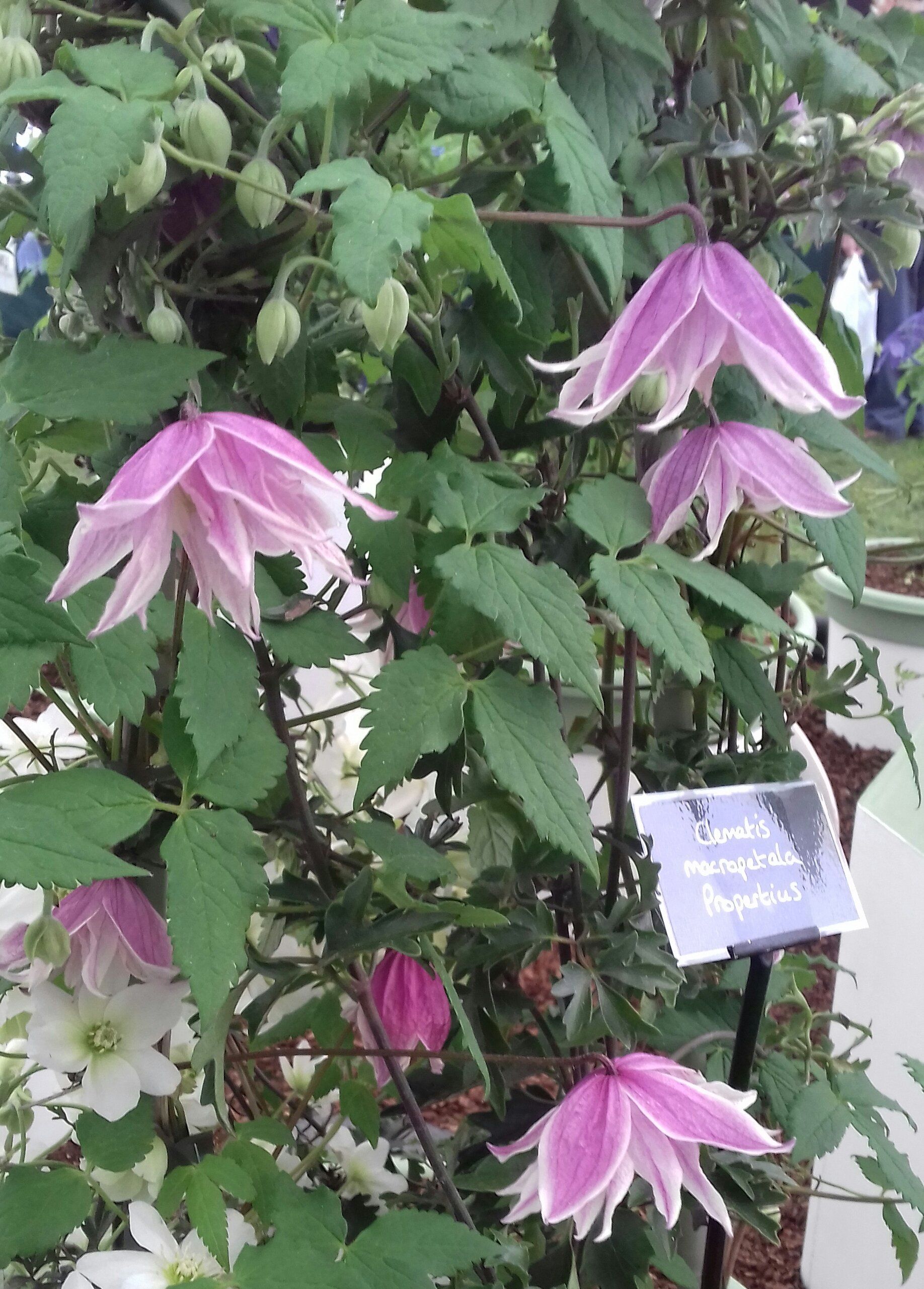 Macropetala Propertius flower