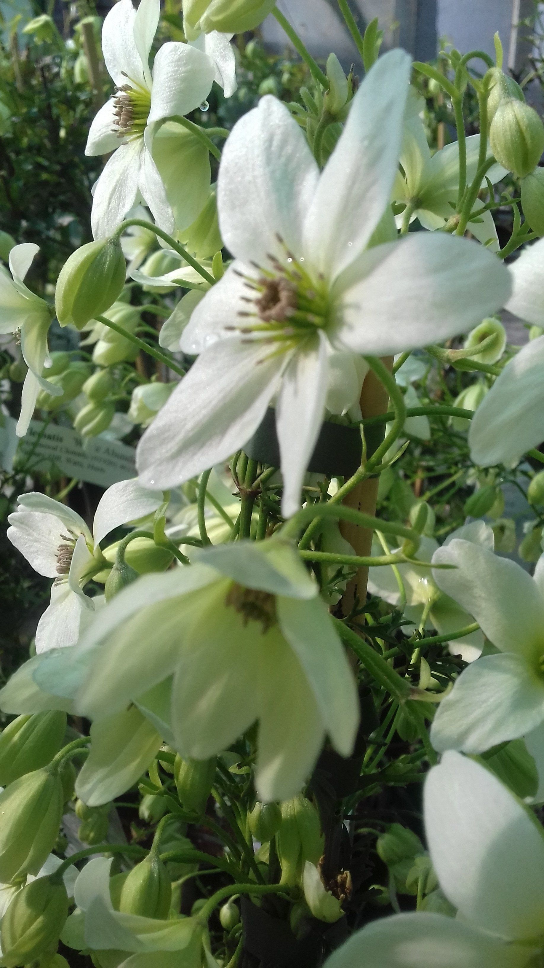 flower icon