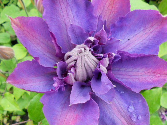 Vyvyan Pennell flower