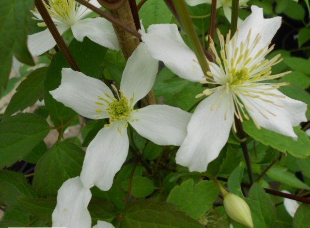 Montana Wilsonii flower