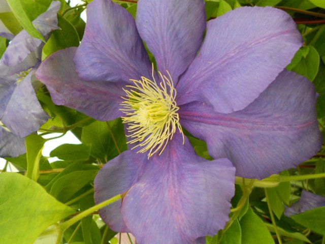 icon of dark flower