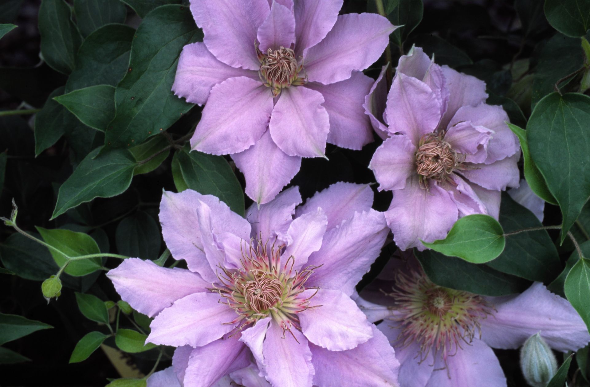 dark grey icon of a three petal flower