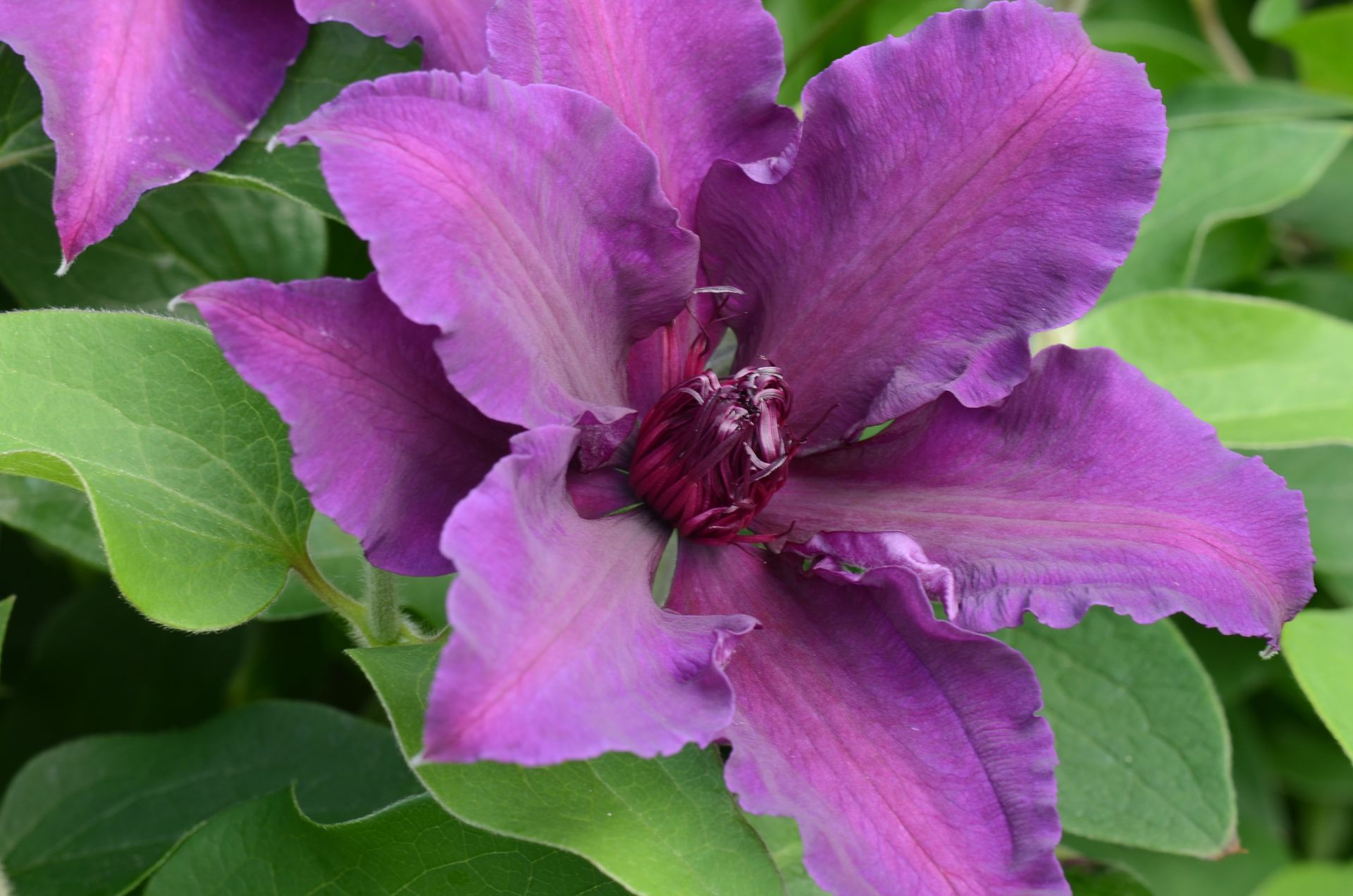 Fleuri flower