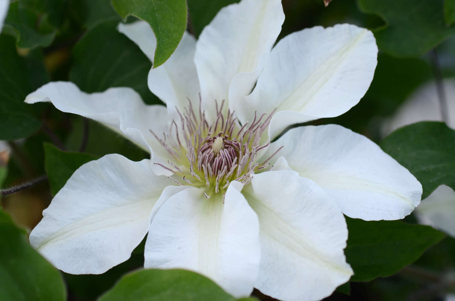 Jospehine flower
