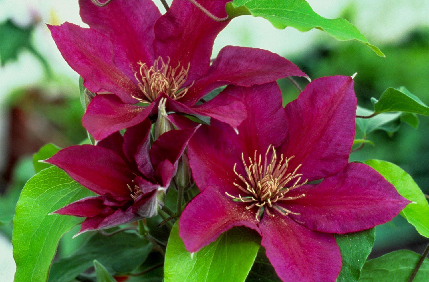 Westerplatte flower