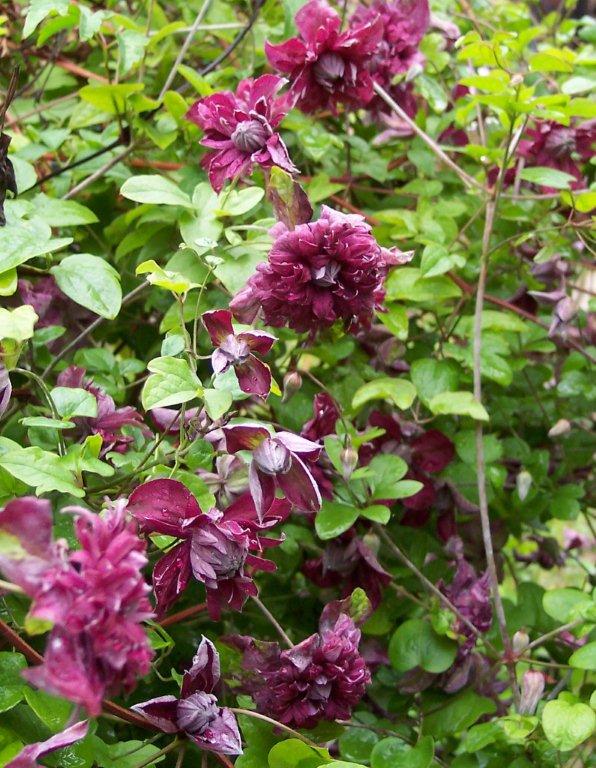 Purpurea Plena Elegans flower